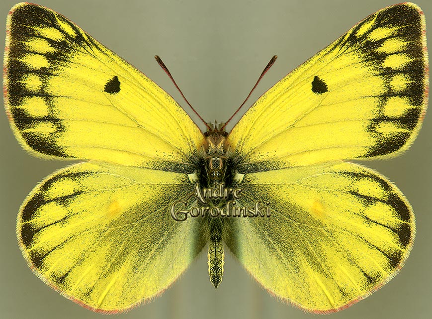 http://www.gorodinski.ru/pieridae/Colias ladakensis  m.jpg